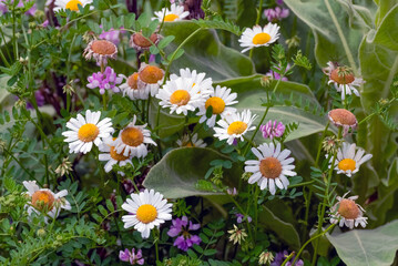 Oxeye Daisies Growing Along The Fox River Trail In Wisconsin In Summer