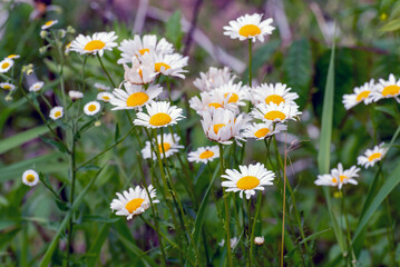 Oxeye Daisies Growing Along The Fox River Trail In Wisconsin In Summer