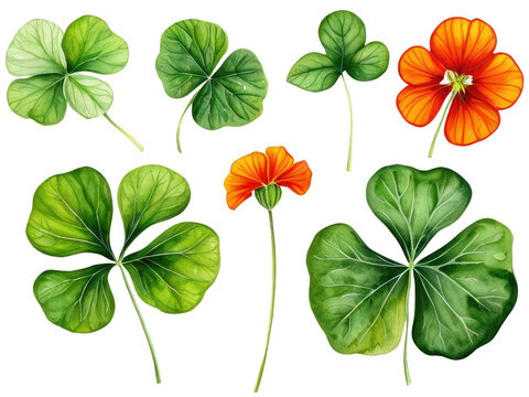Image of four-leaf clover plant with green leaves, often considered lucky charm