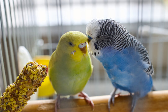 Two budgerigars &mdash; one green, one blue-white &mdash; perched on wooden bar beside seed stick, companion bird interaction in cage