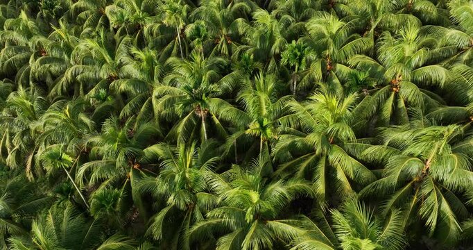 Aerial footage of king coconut fruits grow on tree