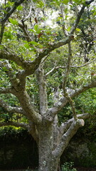 Old tree with textured bark and green leaves in a Japanese temple garden, Kamakura. Authentic nature detail, zen atmosphere and traditional garden landscaping in Japan. 
