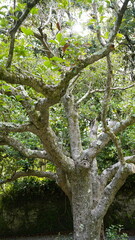 Fototapeta premium Old tree with textured bark and green leaves in a Japanese temple garden, Kamakura. Authentic nature detail, zen atmosphere and traditional garden landscaping in Japan. 