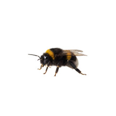Bumblebee in flight with pollen on its legs