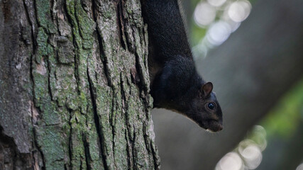 squirrel on a tree
