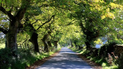 Fototapeta premium Serene country road lined with lush green trees and dappled sunlight creating an inviting pathway through nature's beauty in a tranquil setting