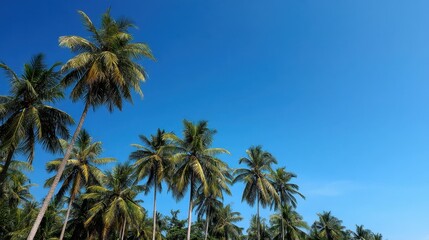Obraz premium Lush Tropical Landscape with Tall Palm Trees Against a Clear Blue Sky Ideal for Relaxation and Beach-Related Themes in Nature Photography