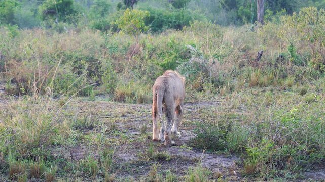 Alone wounded lion walks limping through plain at dawn. A male lion without paw can hardly walk across savannah. Caught in a poaching trap. Animal protection in Africa national parks