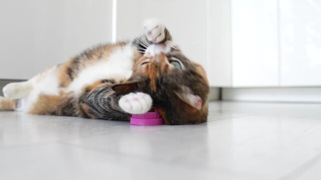 Excited relaxed Calico cat rubbing head over catnip ball toy comfortably lying on floor expressing pleasure and playfulness. Fluffy kitty happy with new herbal toy treat. Best for home pets pastime.