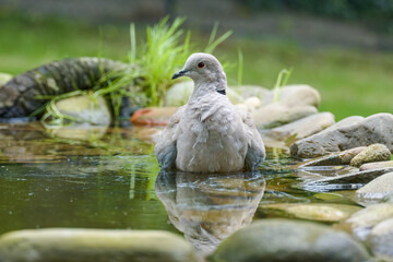 Collared-Dove , Streptopelia decaocto resting while swimming. Reflection on the water. Czech Republic