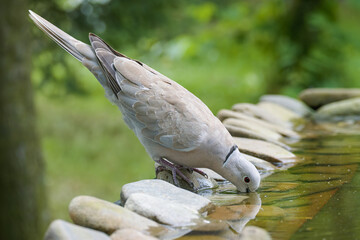  Collared-Dove , Streptopelia decaocto drinks water from a bird's waterhole. Czech Republic. 