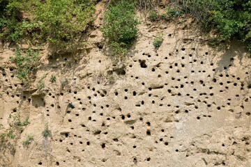  European bee-eater (Merops apiaster) nests in a sand wall. Czechia. 
