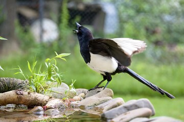 Young magpie on the stones at a bird watering hole begs for food. Czechia.