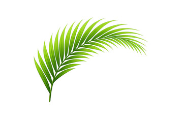 Obraz premium Green palm frond arching, tropical botanical plant leaf creating a natural summer background on transparent