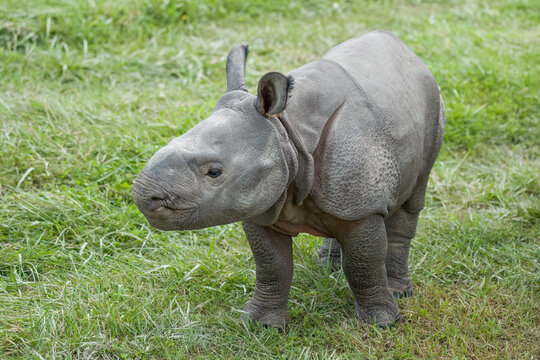 3 week old baby Indian rhinoceros