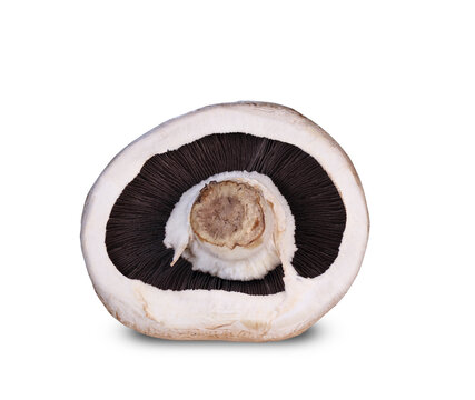 mushroom from below
