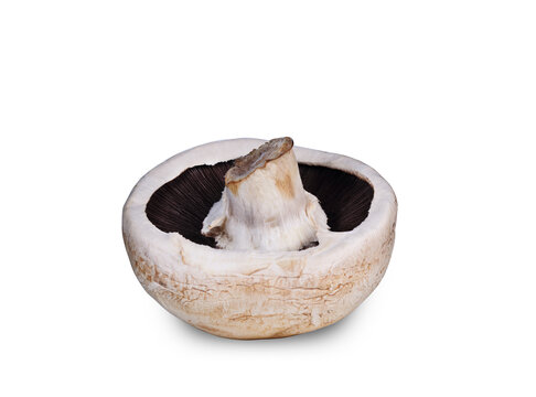 mushroom from below