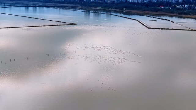 Large flock of pink flamingos in shallow salt lagoon. Aerial view of flamingos wading in shallow coastal saltern pond during daylight.