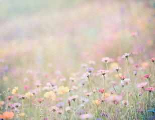 Obraz premium Soft Pastel Wildflower Meadow Background with Blooming Spring Flowers