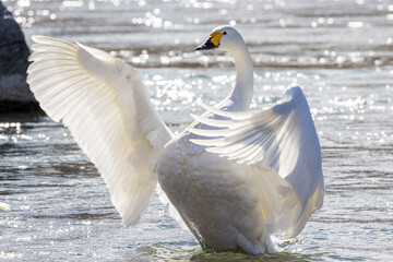 羽ばたく白鳥