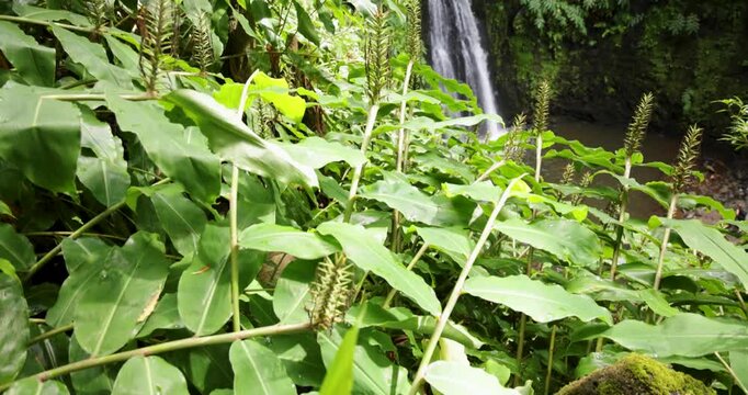 Salto do Prego waterfall in the foreground of a lush green forest at Ribeira Quente, Azores.