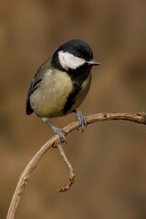 Obraz premium Great Tit perched on curved branch in woodland England