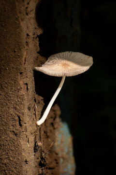 Close-up of a delicate Parasola plicatilis (Pleated Inkcap) mushroom growing on a tree trunk. Features a distinctive pleated cap and a thin white stem in a dark, natural forest setting