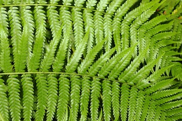 Close-up view of vibrant green fern fronds.