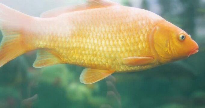 A koi carp fish is swimming in a tank with other fish