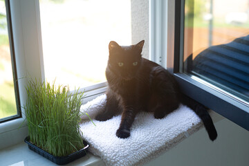 Black cat sitting on windowsill