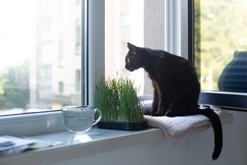 Black cat sitting on windowsill
