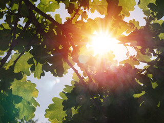Green oak leaves on summer trees at the park