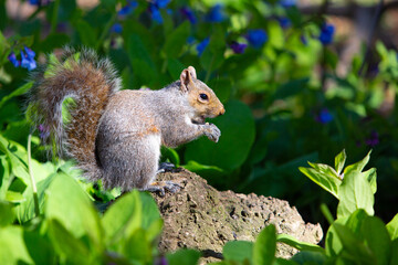 Obraz premium Eastern gray squirrel sitting on a tree trunk in Central Park, New York City. Urban wildlife in natural habitat surrounded by green foliage and spring colors.