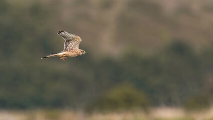 Common Kestrel With A Mouse (Falco Tinnunculus)