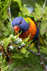 Close Up of a Rainbow Lorikeet