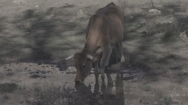 Thirsty brown cow drinking water from a muddy puddle on a farm with its reflection visible on a sunny day