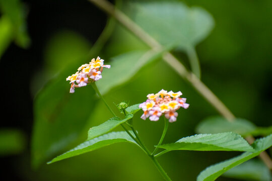 Close-up of vibrant pink and yellow Lantana camara flowers blooming on a green leafy branch. Shallow depth of field with a soft green bokeh background, highlighting the delicate floral clusters