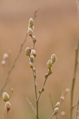  twigs with female white willow catkins, selective focus - salix © Kristof Lauwers