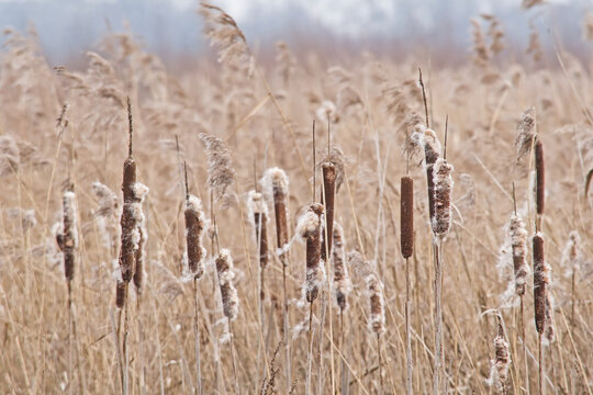 
Fluffy bulrush reed maces in the marsh of Bourgoyen nature reserve, Ghent, Flanders, Belgium - Typha
