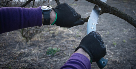 Hand pruning tree branch with saw in garden © VSzili