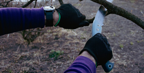 Hand pruning tree branch with saw in garden