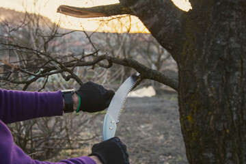 Hand pruning tree branch with saw in garden
