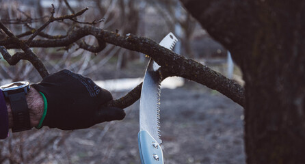 Hand pruning tree branch with saw in garden