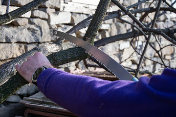Hand pruning tree branch with saw in garden