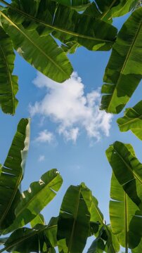 Detailed shot revealing brilliant blue sky seen through dense tropical banana leaves