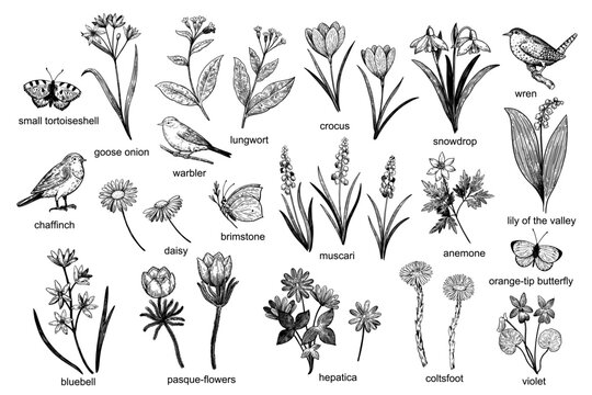 Big set of spring nature design elements: flowers, birds and butterflies. Hand-drawn detailed vector illustration in engraving style.