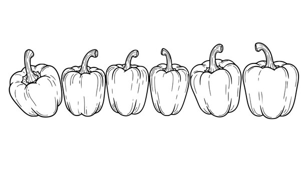 Monochrome bell pepper hand drawn vector illustration