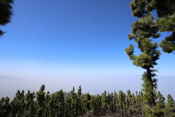 Obraz premium Teide National Park, Tenerife, Spain. February 16, 2026. Intense white calima from Morocco covering volcanic landscape with dust haze and reduced visibility.