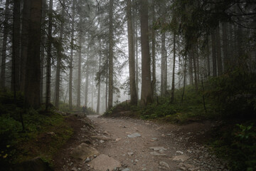 foggy forest © Julia