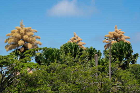 View of beautiful Talipot palms - Rio de Janeiro, Brazil